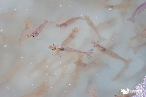 武漢臨空港經(jīng)濟(jì)技術(shù)開發(fā)區(qū)探索海水養(yǎng)殖技術(shù)研發(fā)，助力社會(huì)民生發(fā)展