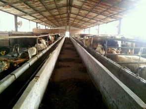 山東海水養(yǎng)殖技術(shù)研發(fā)的領(lǐng)軍者 國家級示范養(yǎng)殖基地探析