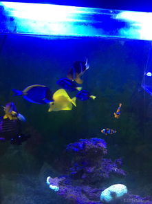 昌平北七家海水魚友出養定老魚，限同城打包自提，共探海水養殖技術交流